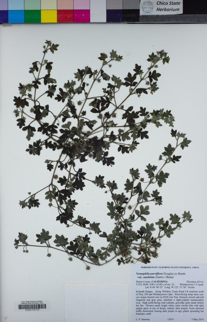 Nemophila parviflora var. austiniae photo 6
