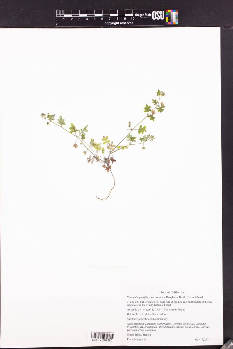 Nemophila parviflora var. austiniae photo 7