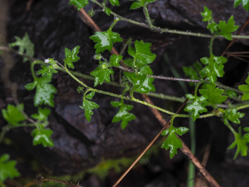 Nemophila parviflora var. parviflora photo 2