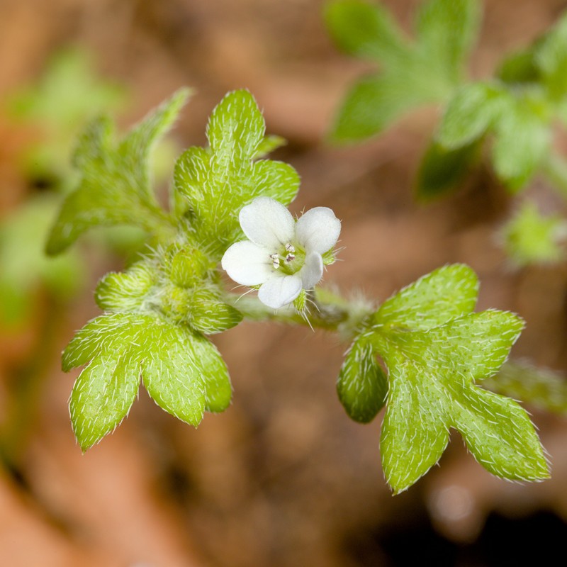 Nemophila parviflora var. parviflora photo 4