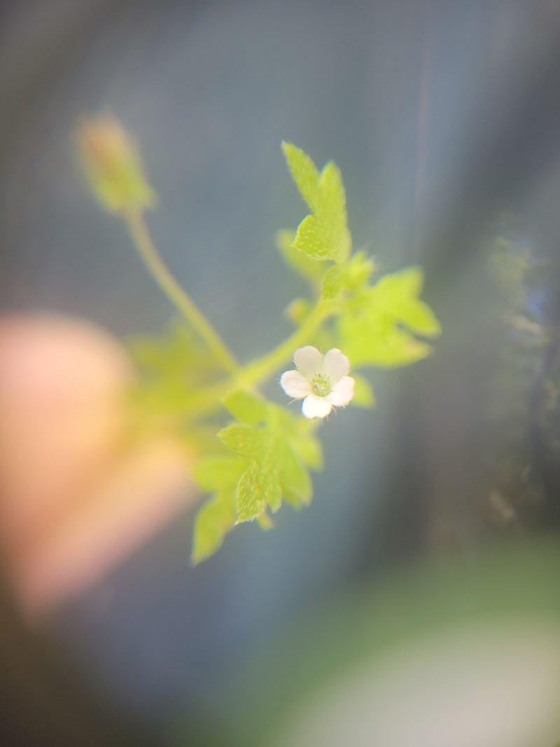 Nemophila parviflora var. parviflora photo 5