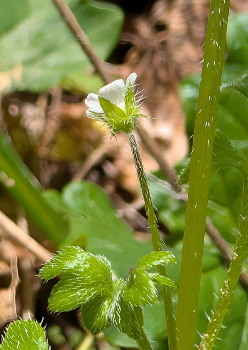 Nemophila parviflora var. parviflora photo 6