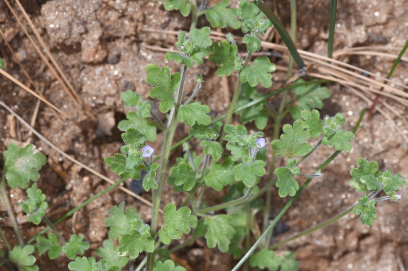 Nemophila parviflora var. quercifolia