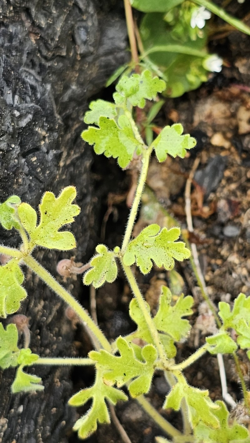 Nemophila parviflora var. quercifolia photo 2