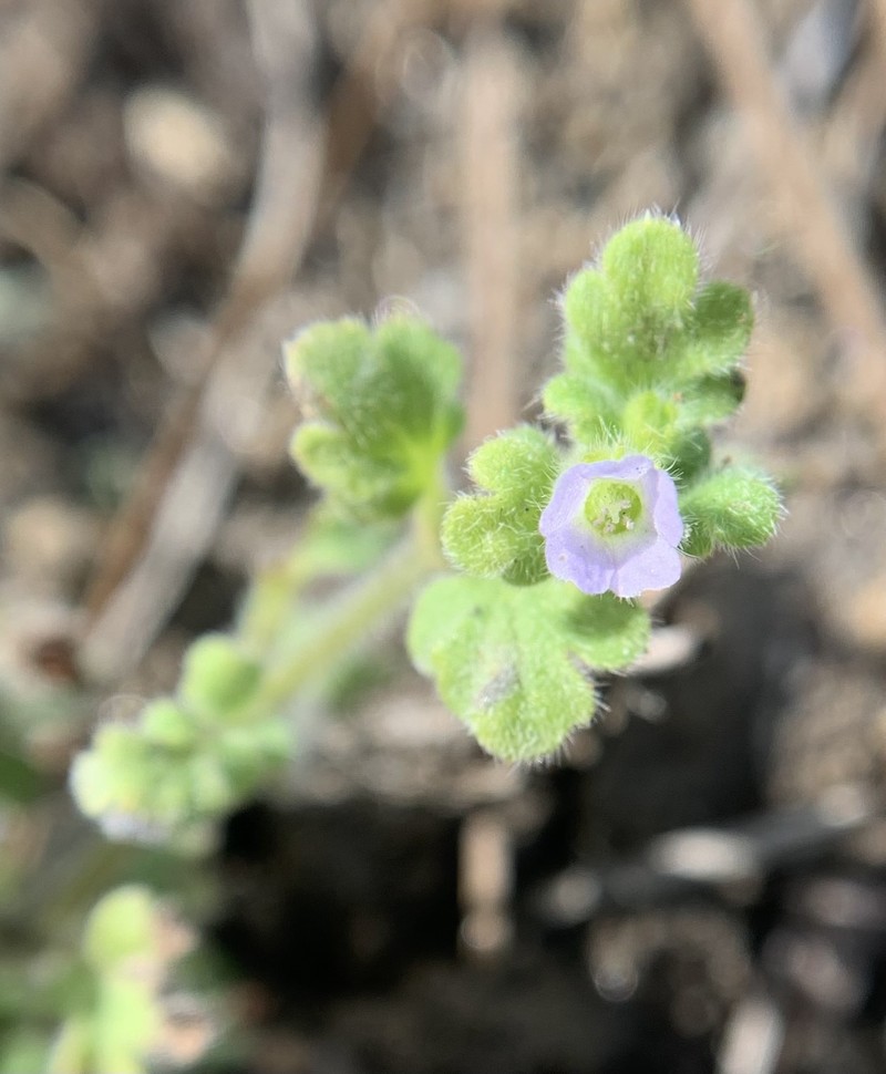 Nemophila parviflora var. quercifolia photo 3