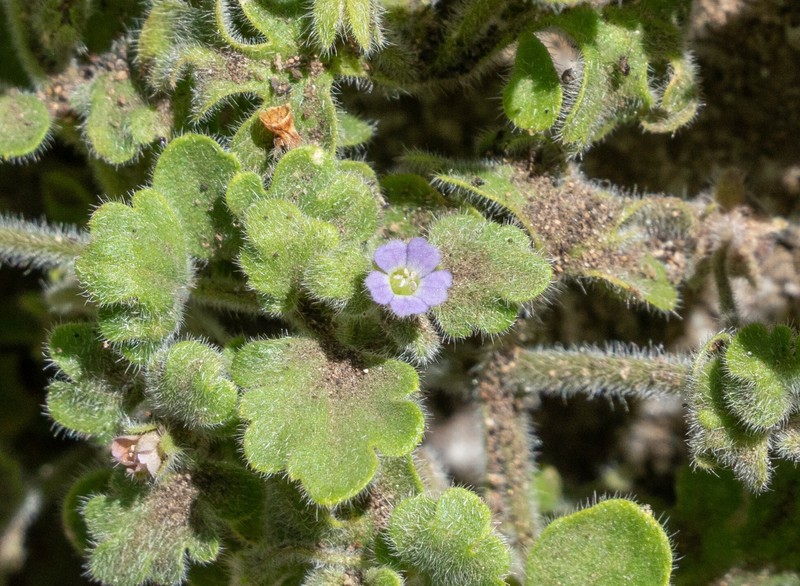 Nemophila parviflora var. quercifolia photo 4