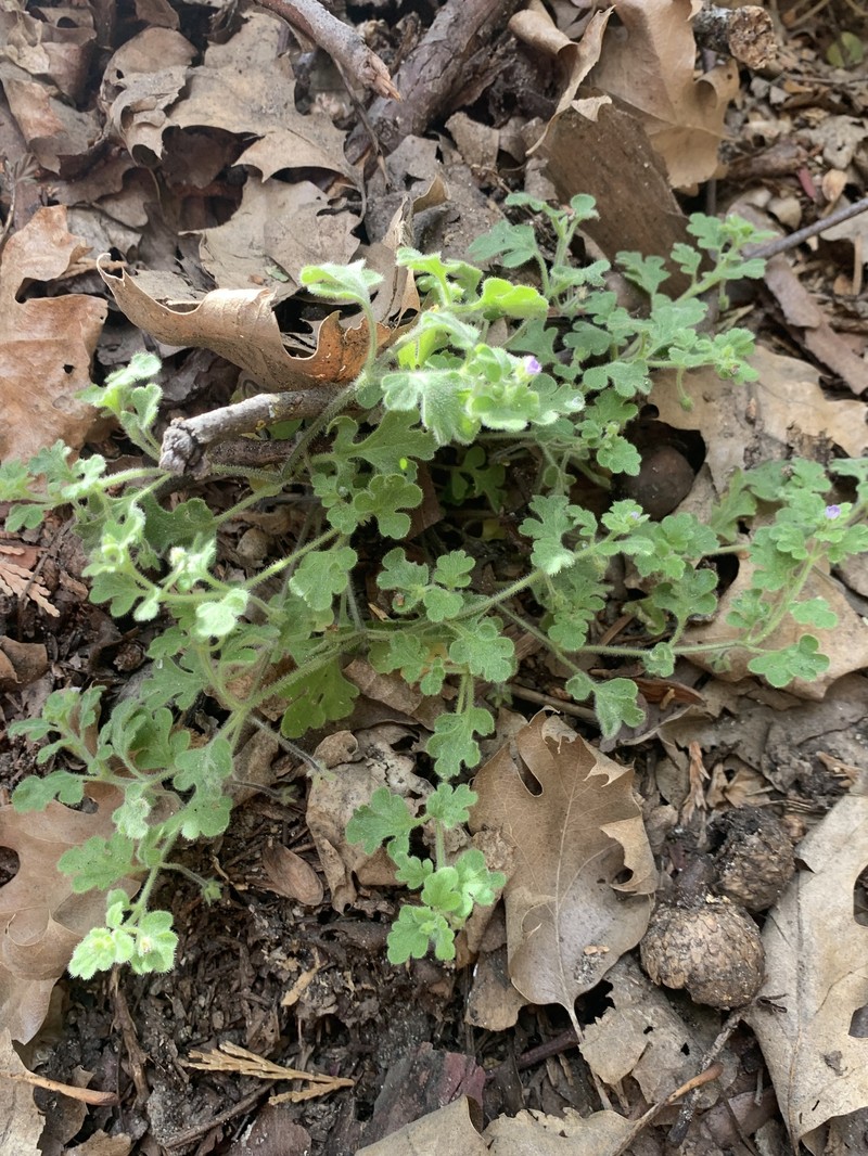 Nemophila parviflora var. quercifolia photo 5