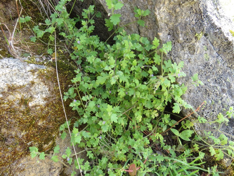 Nemophila parviflora var. quercifolia photo 6