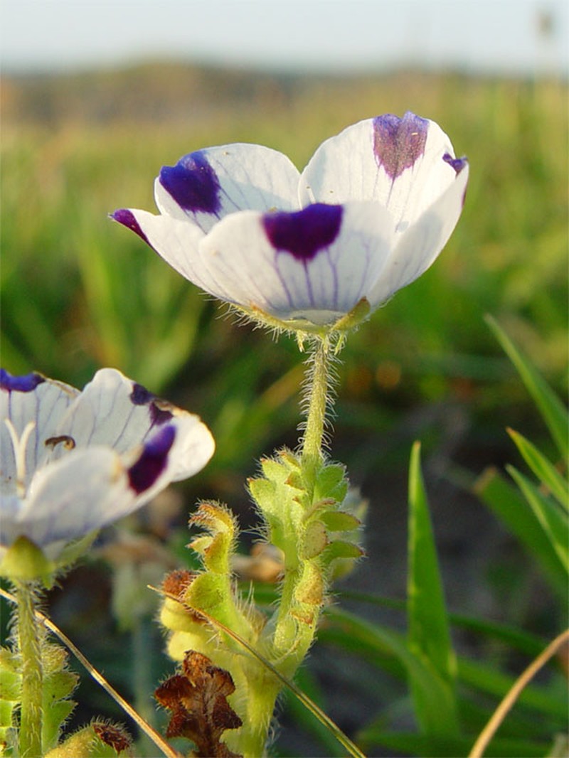Littlefoot Nemophila