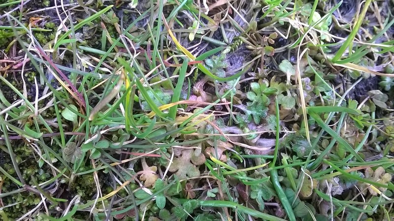 Littlefoot Nemophila photo 2