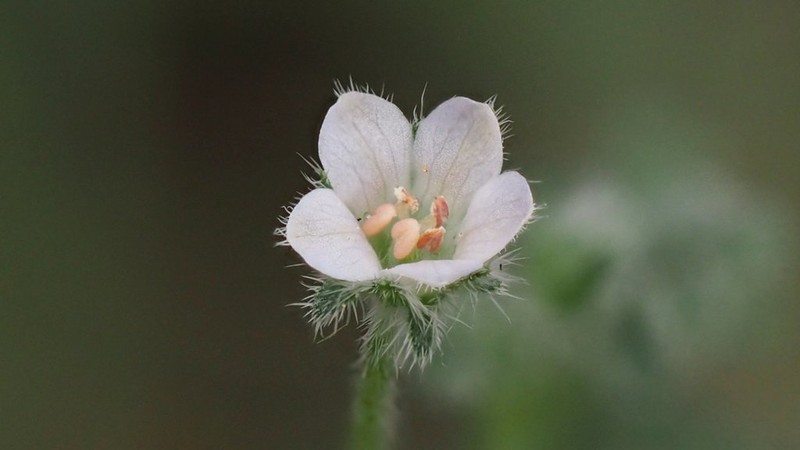 Littlefoot Nemophila photo 3