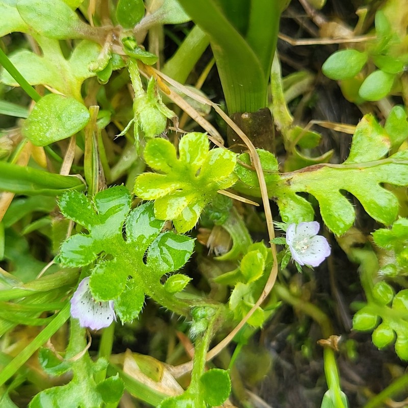 Littlefoot Nemophila photo 5