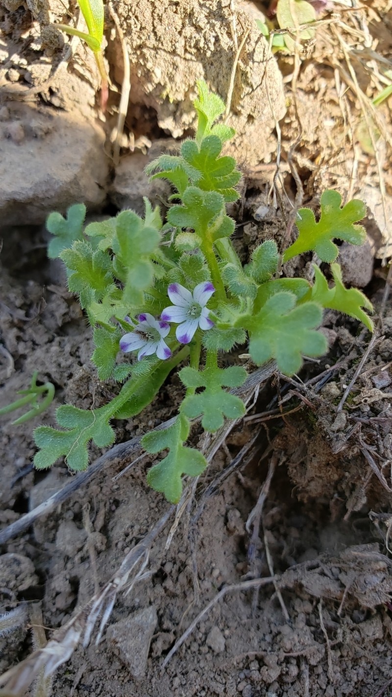 Littlefoot Nemophila photo 6