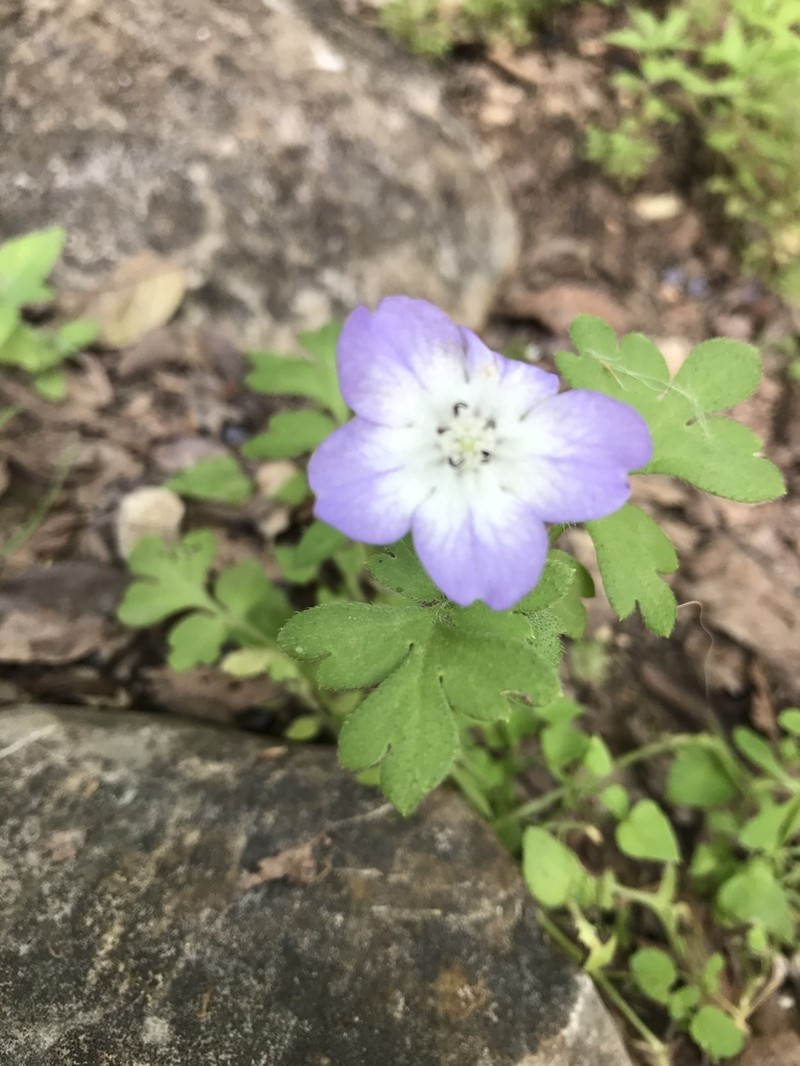 Largeflower Baby Blue Eyes photo 2