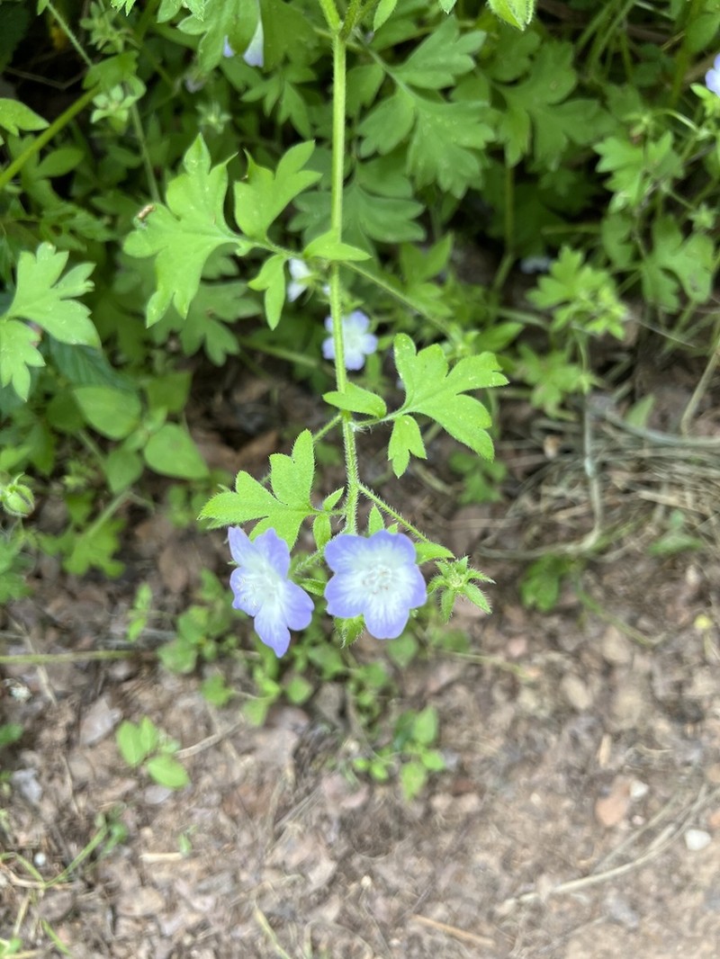 Largeflower Baby Blue Eyes photo 3