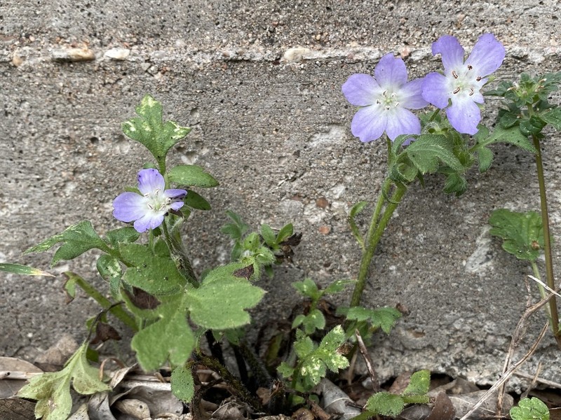 Largeflower Baby Blue Eyes photo 4