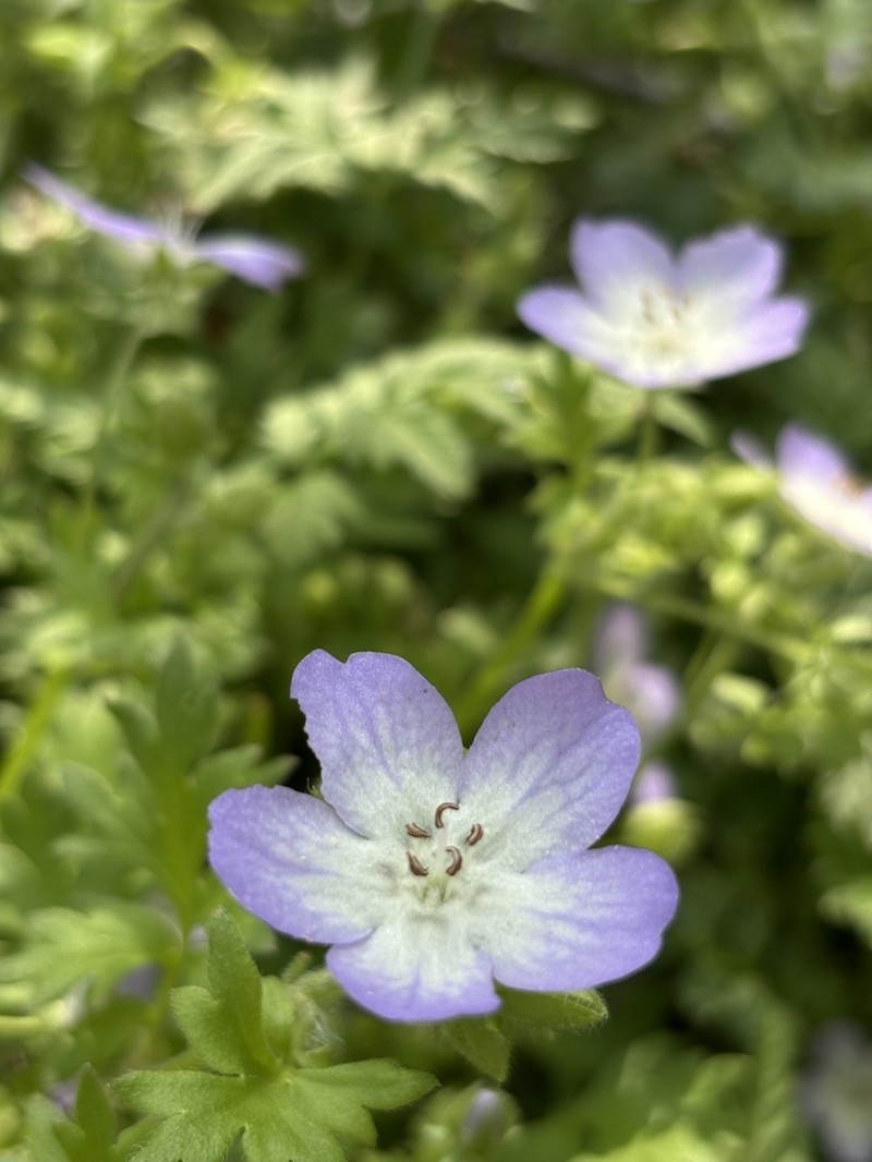Largeflower Baby Blue Eyes photo 5