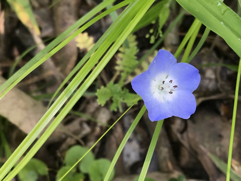 Largeflower Baby Blue Eyes photo 6