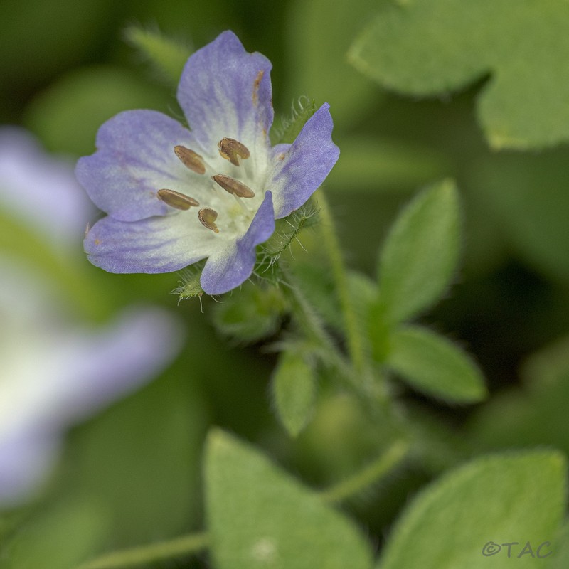 Largeflower Baby Blue Eyes photo 7