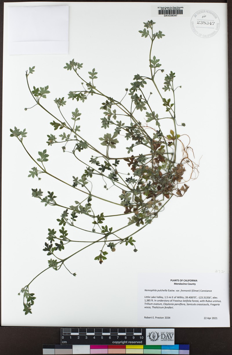 Nemophila pulchella var. fremontii