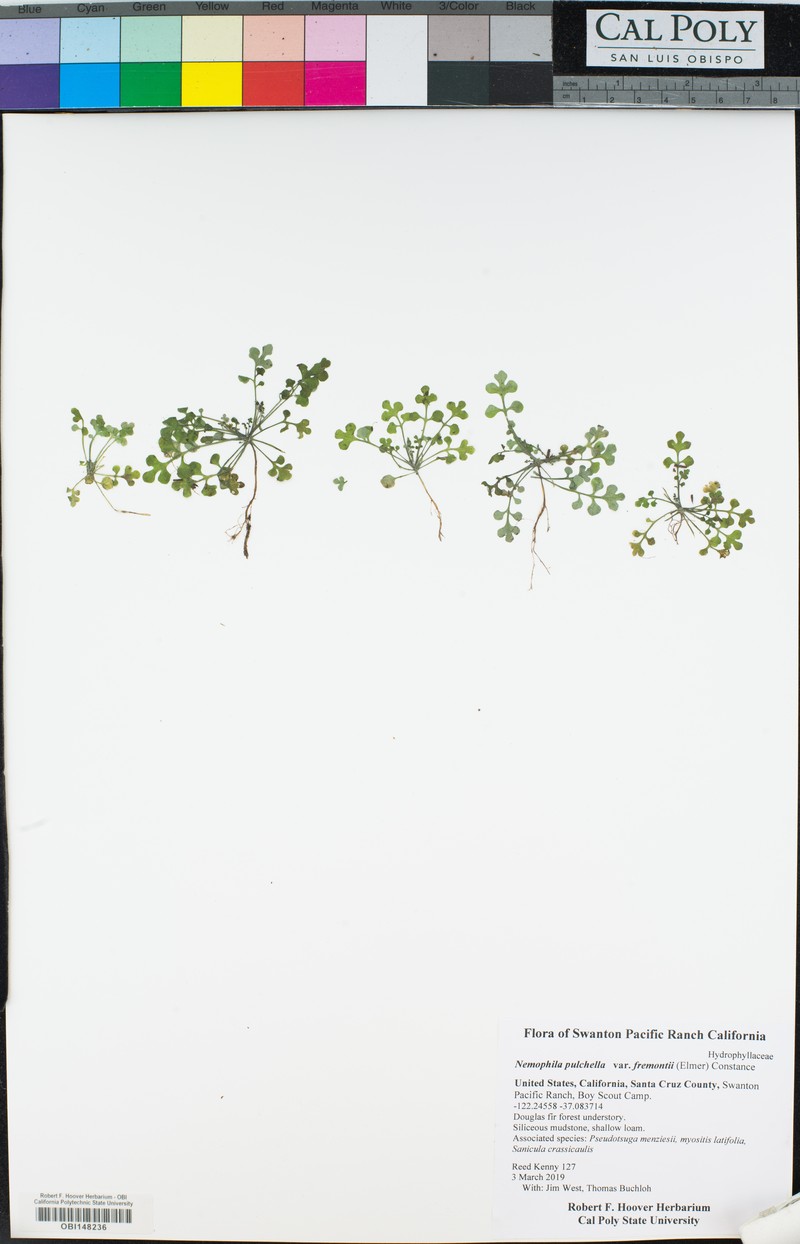 Nemophila pulchella var. fremontii photo 2
