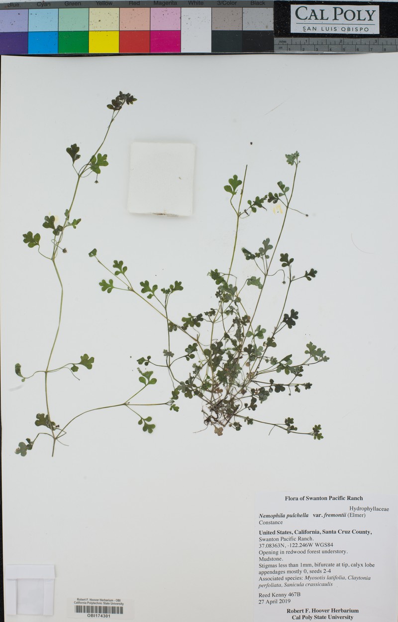Nemophila pulchella var. fremontii photo 3