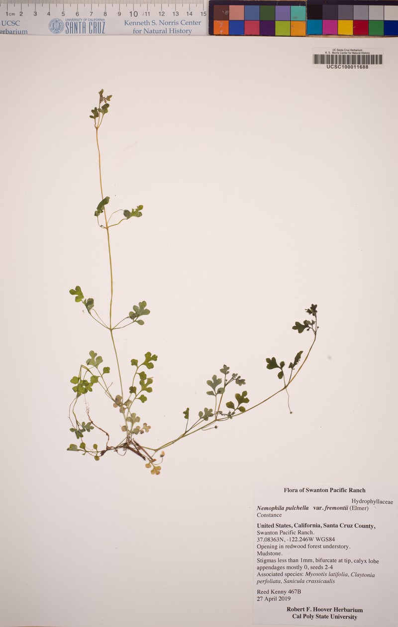 Nemophila pulchella var. fremontii photo 4