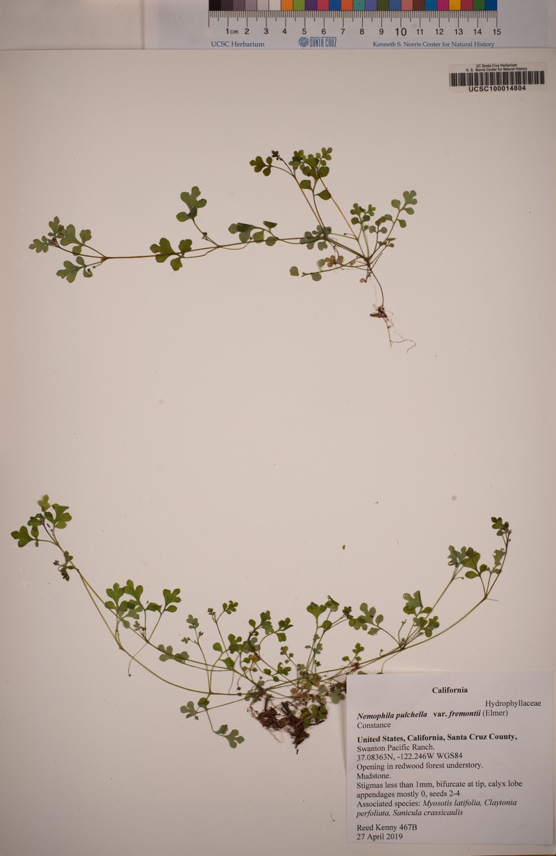 Nemophila pulchella var. fremontii photo 5