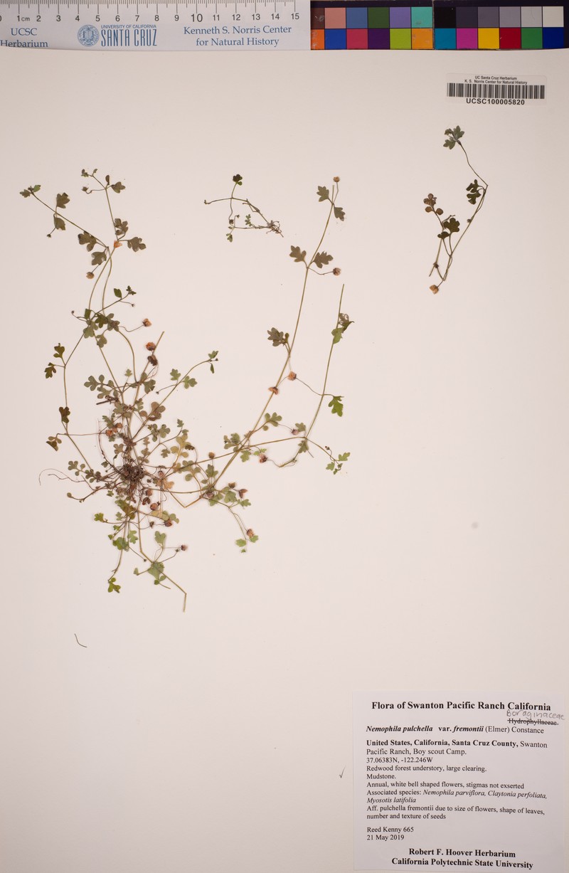 Nemophila pulchella var. fremontii photo 6