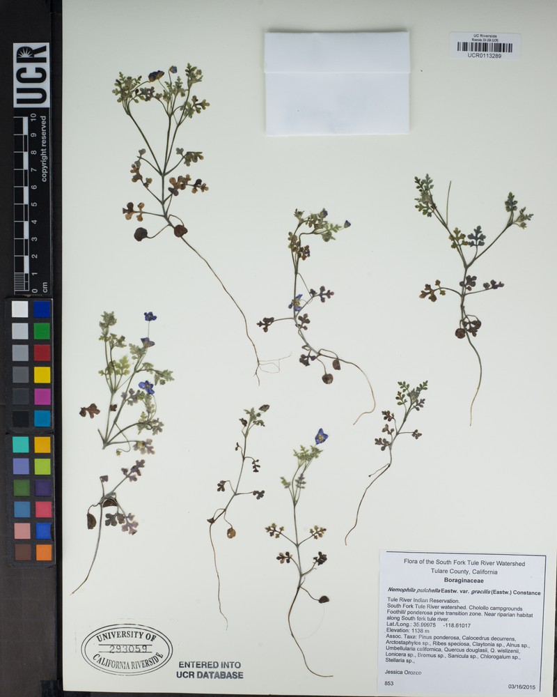 Nemophila pulchella var. gracilis