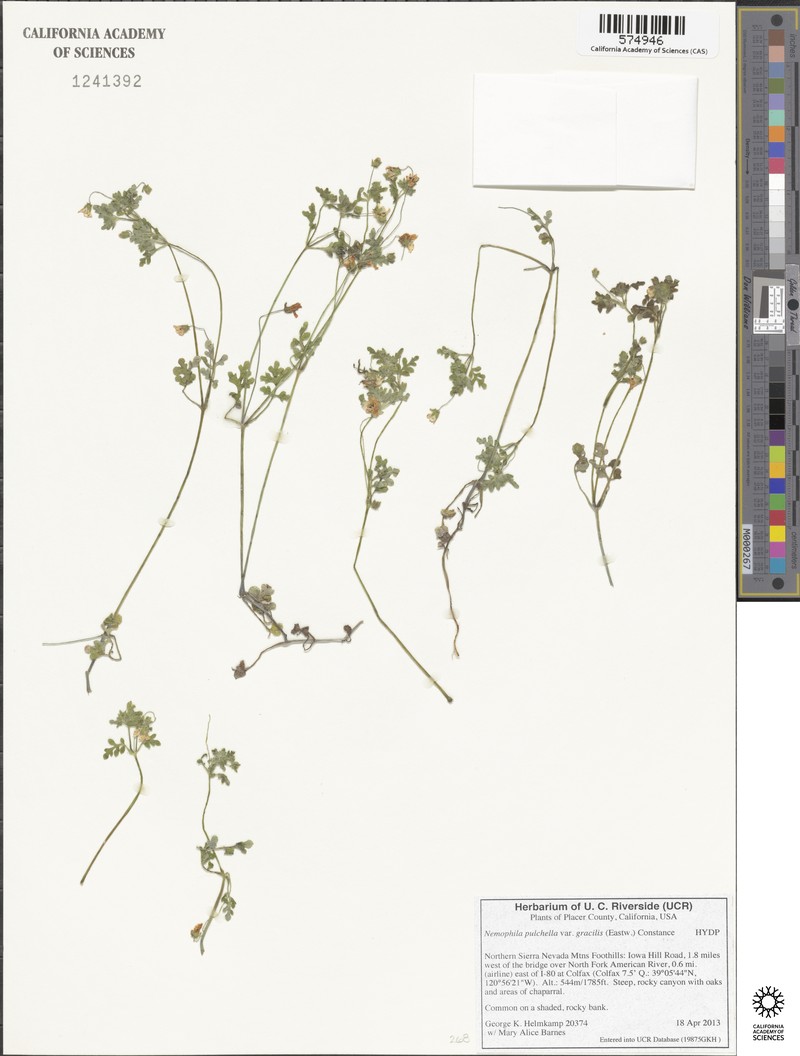 Nemophila pulchella var. gracilis photo 2