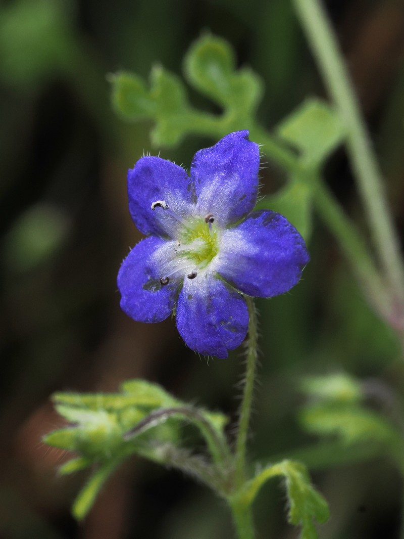 Nemophila pulchella var. pulchella