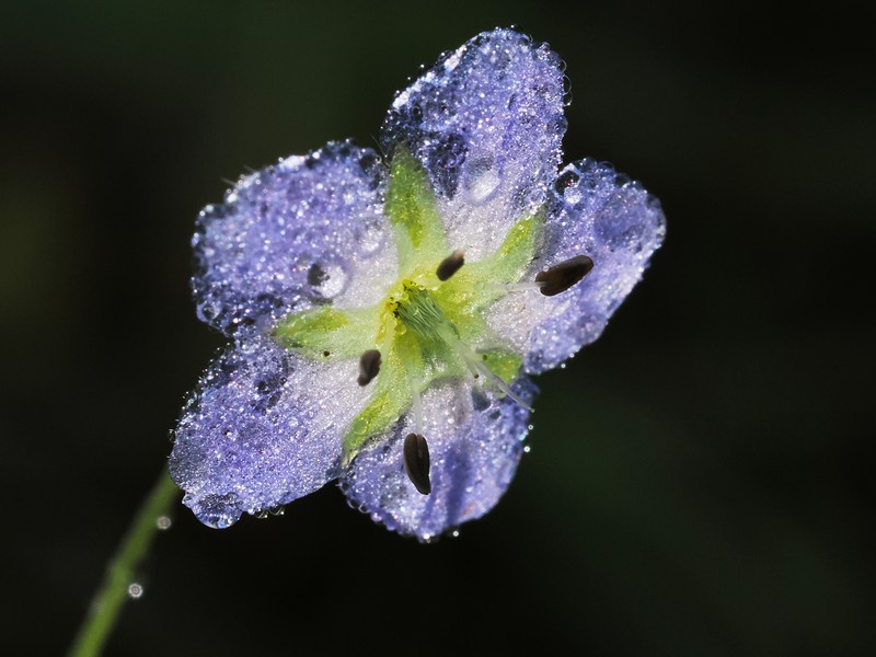 Nemophila pulchella var. pulchella photo 2