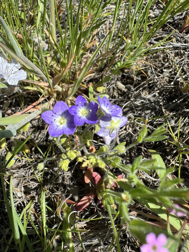 Nemophila pulchella var. pulchella photo 3