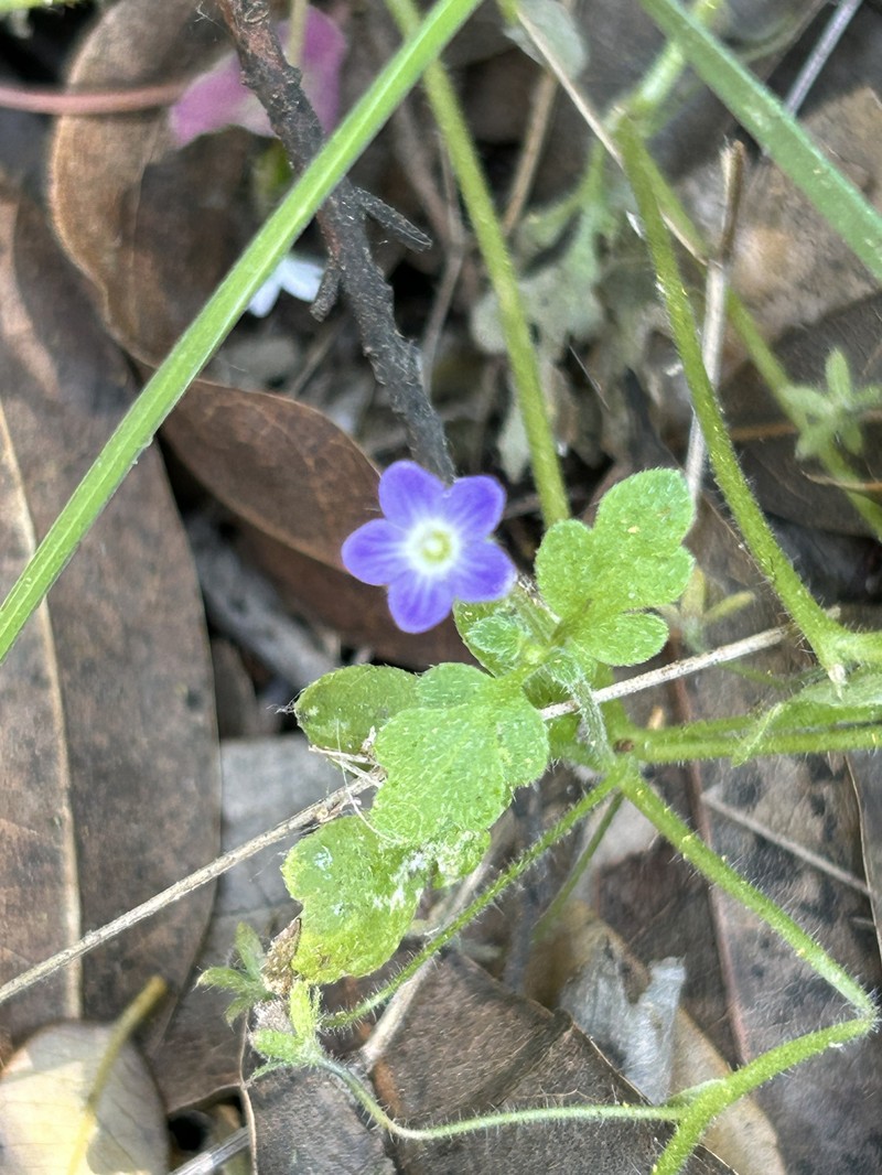 Nemophila pulchella var. pulchella photo 4