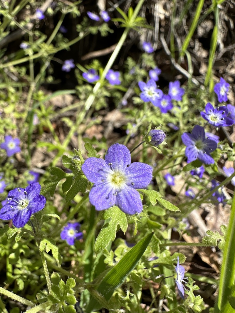 Nemophila pulchella var. pulchella photo 5
