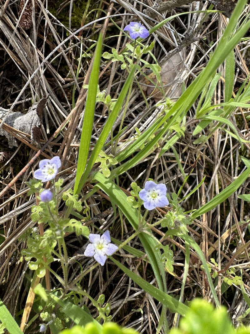 Nemophila pulchella var. pulchella photo 6