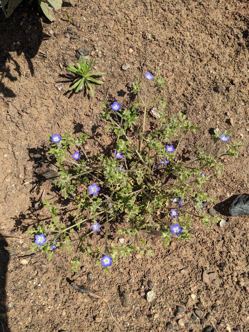 Nemophila pulchella var. pulchella photo 7