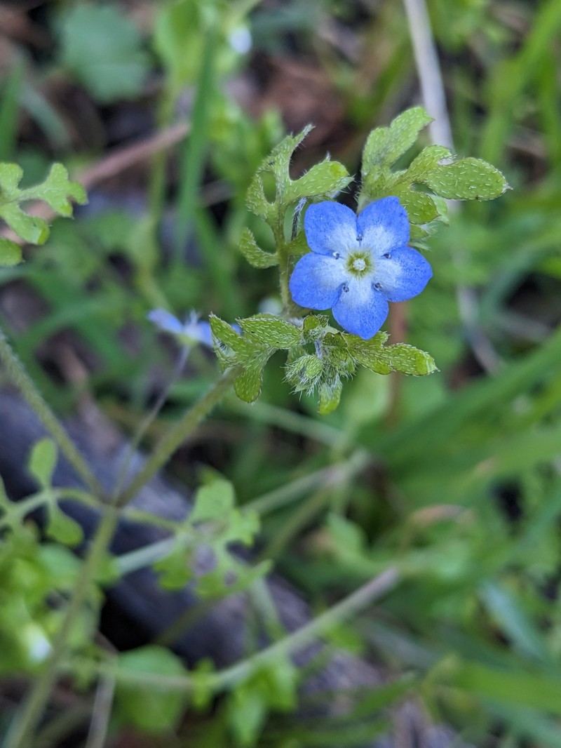 Nemophila pulchella var. pulchella photo 8