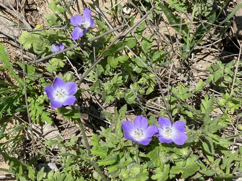 Nemophila sayersensis photo 2