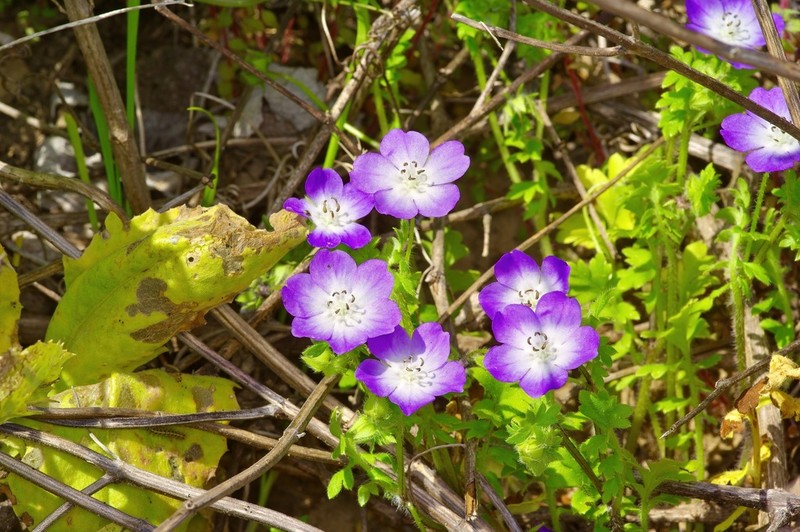 Nemophila sayersensis photo 3