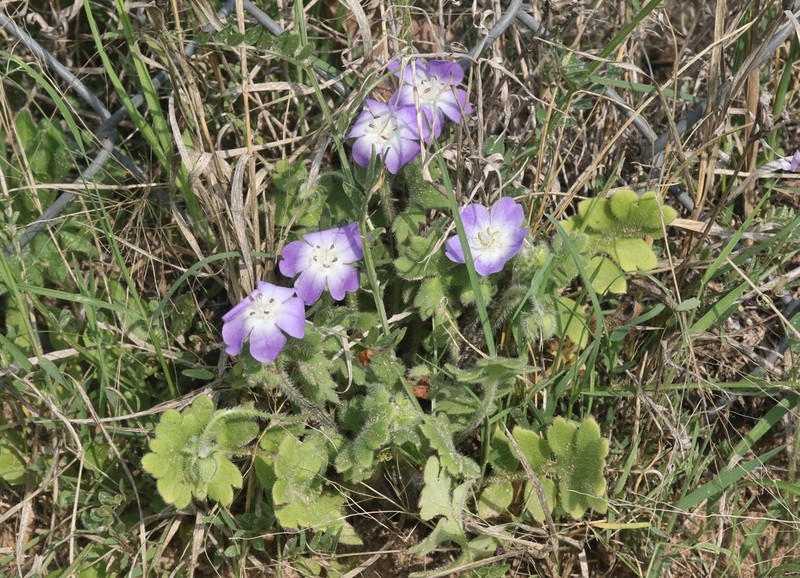 Nemophila sayersensis photo 4