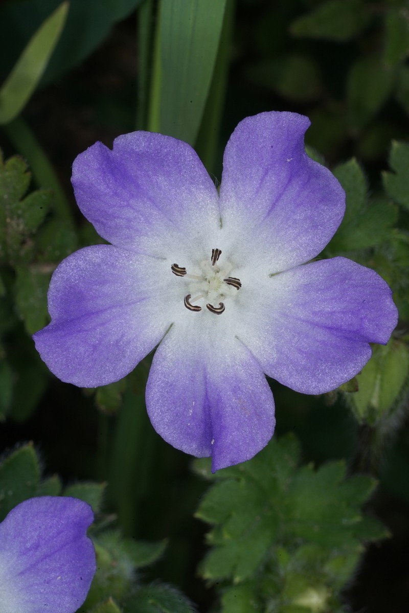 Nemophila sayersensis photo 5