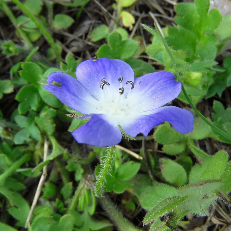 Nemophila sayersensis photo 6