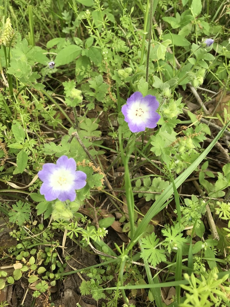 Nemophila sayersensis photo 7
