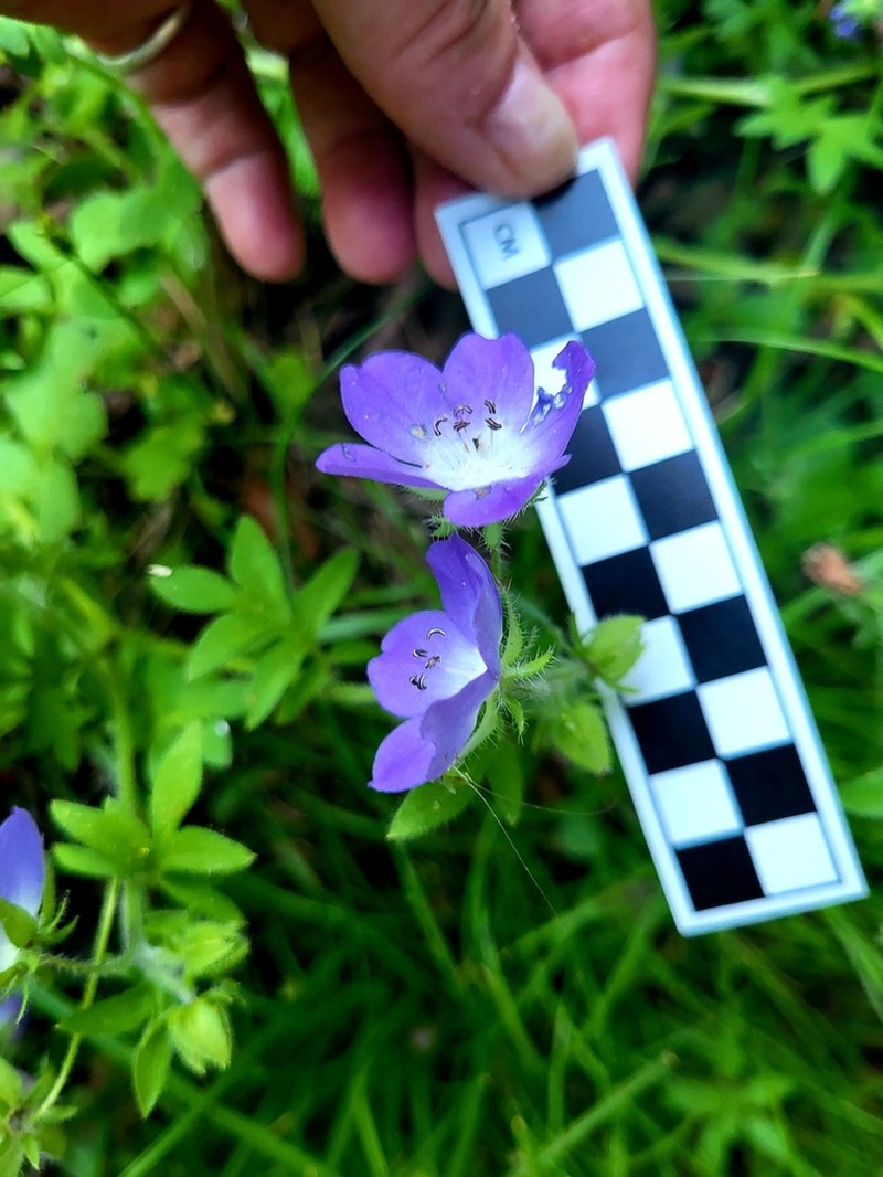 Nemophila sayersensis photo 8