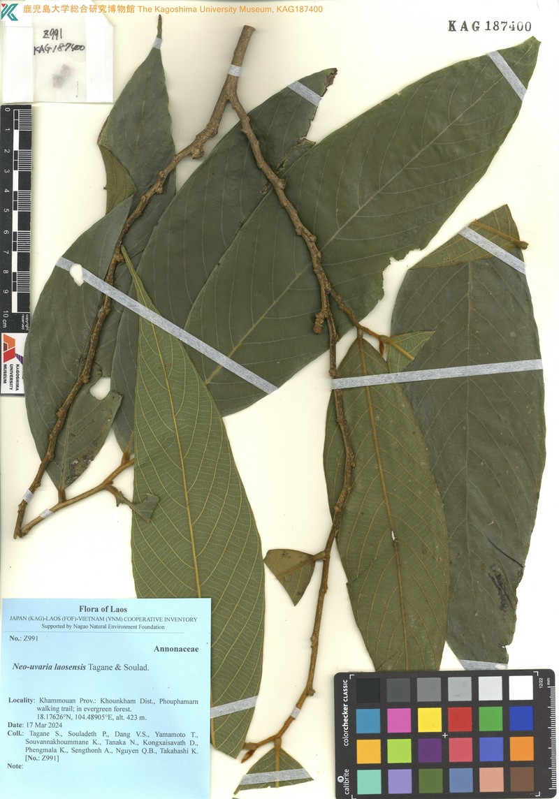 Neo-uvaria laosensis