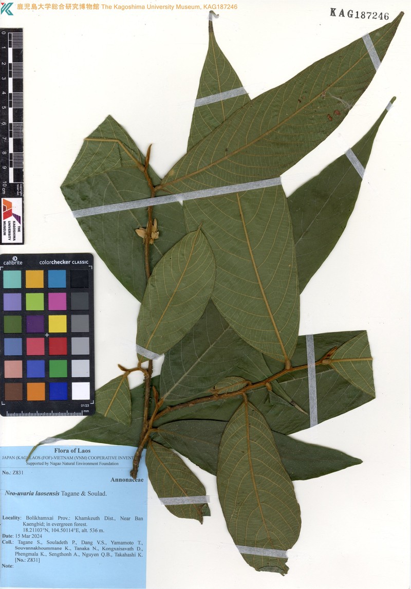 Neo-uvaria laosensis photo 2