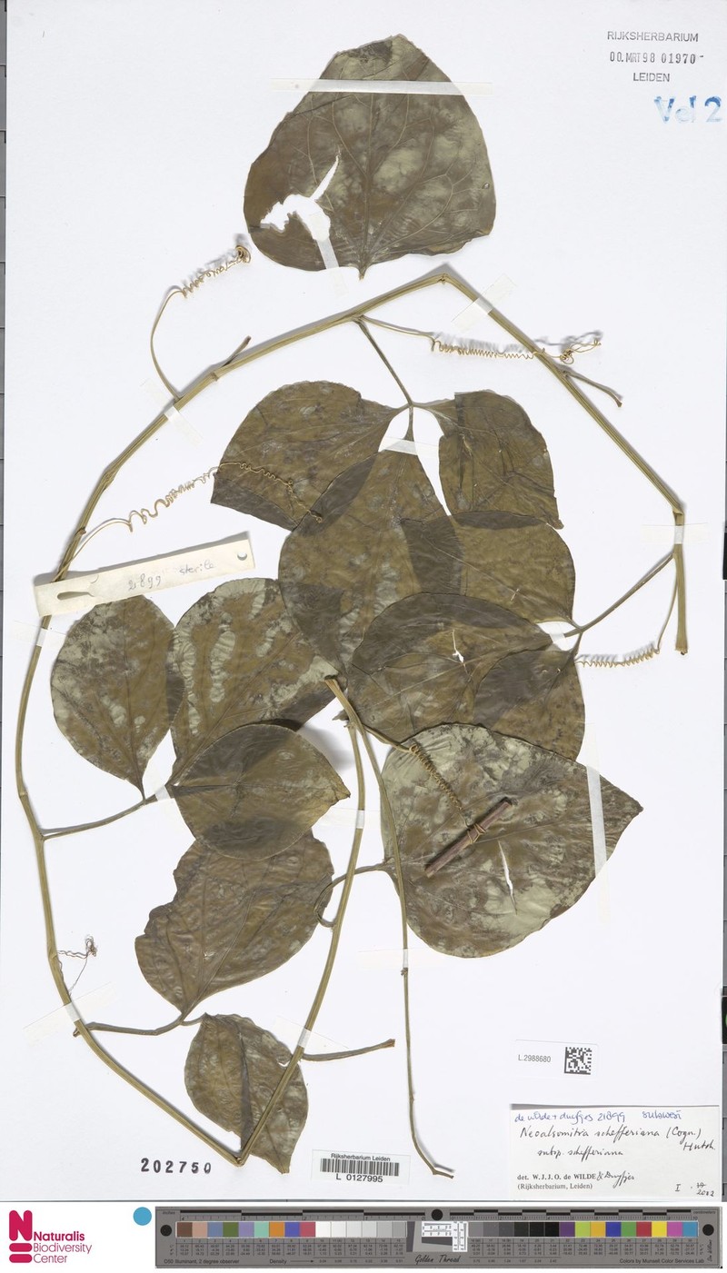 Neoalsomitra schefferiana subsp. schefferiana