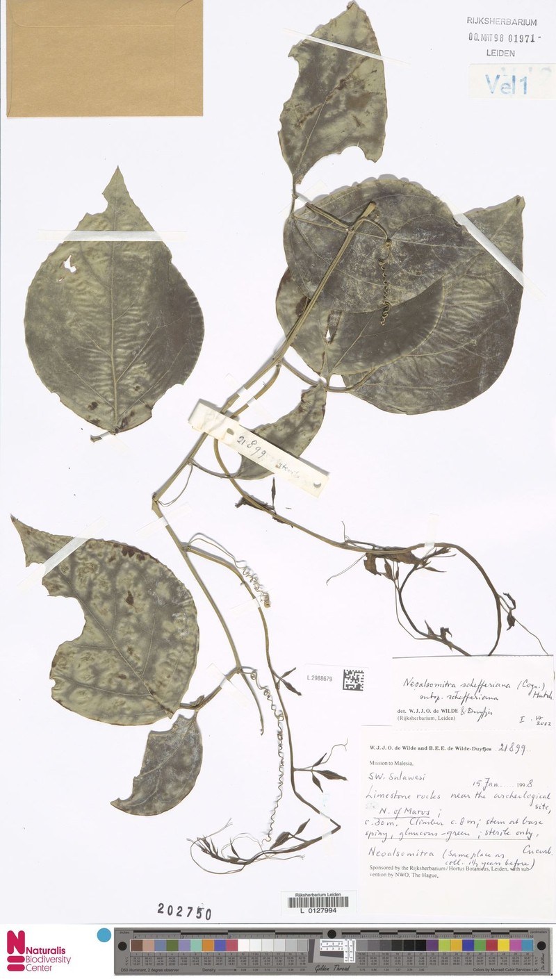 Neoalsomitra schefferiana subsp. schefferiana photo 2